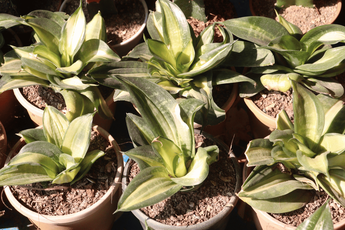 Sansevieria trifasciata 'Hahnii' .png